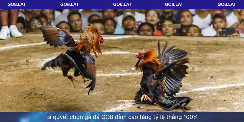 Bí quyết chọn gà đá GO8 đỉnh cao tăng tỷ lệ thắng 100%