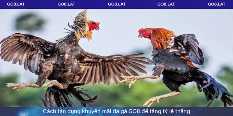 Cách tận dụng khuyến mãi đá gà GO8 để tăng tỷ lệ thắng
