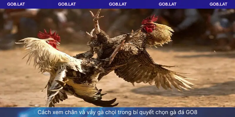 Cách xem chân và vảy gà chọi trong bí quyết chọn gà đá GO8