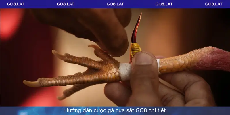 Hướng dẫn cược gà cựa sắt GO8 chi tiết