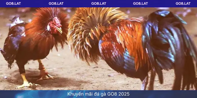Khuyến mãi đá gà GO8 2025