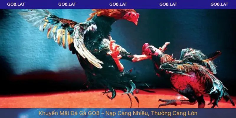 Khuyến Mãi Đá Gà GO8 – Nạp Càng Nhiều, Thưởng Càng Lớn