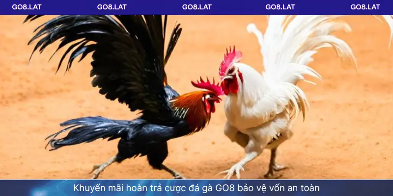Khuyến mãi hoàn trả cược đá gà GO8 bảo vệ vốn an toàn