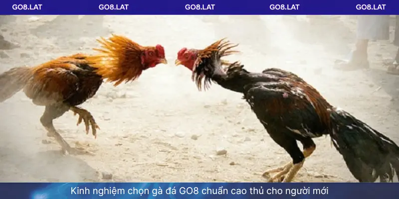 Kinh nghiệm chọn gà đá GO8 chuẩn cao thủ cho người mới