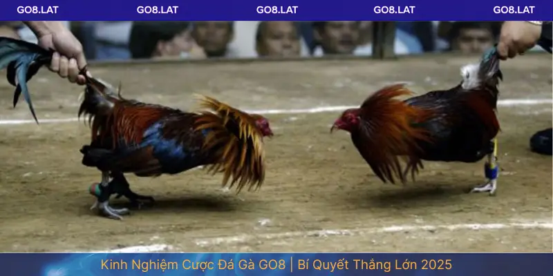 Kinh Nghiệm Cược Đá Gà GO8 | Bí Quyết Thắng Lớn 2025