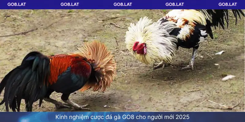 Kinh nghiệm cược đá gà GO8 cho người mới 2025
