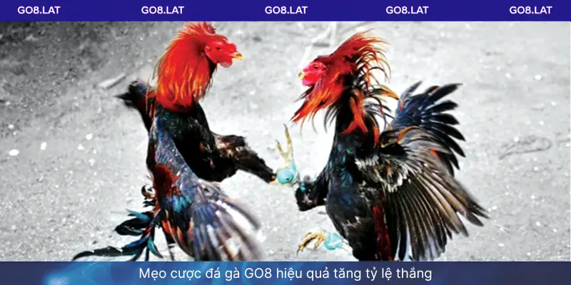 Mẹo cược đá gà GO8 hiệu quả tăng tỷ lệ thắng
