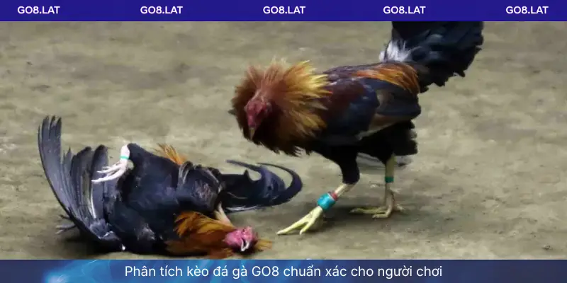 Phân tích kèo đá gà GO8 chuẩn xác cho người chơi