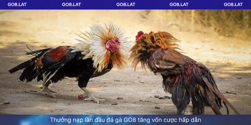 Thưởng nạp lần đầu đá gà GO8 tăng vốn cược hấp dẫn