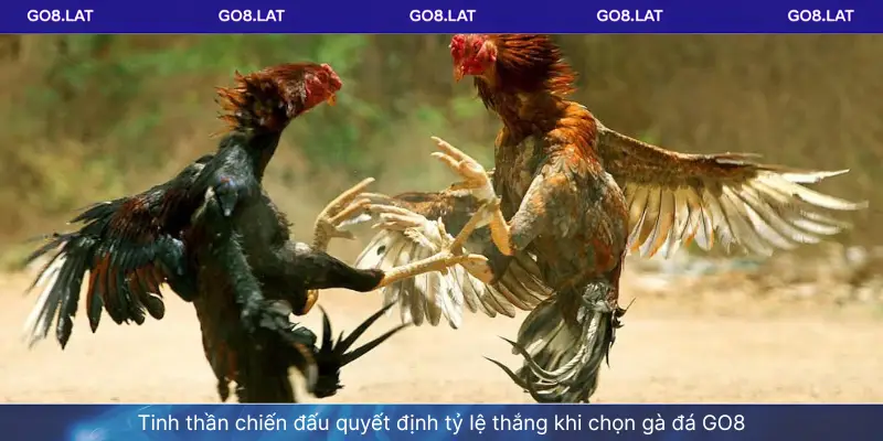 Tinh thần chiến đấu quyết định tỷ lệ thắng khi chọn gà đá GO8