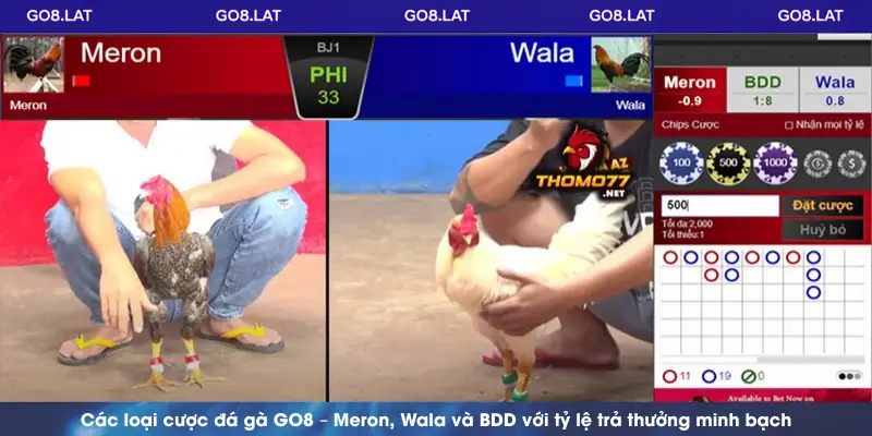 Các loại cược đá gà GO8 – Meron, Wala và BDD với tỷ lệ trả thưởng minh bạch
