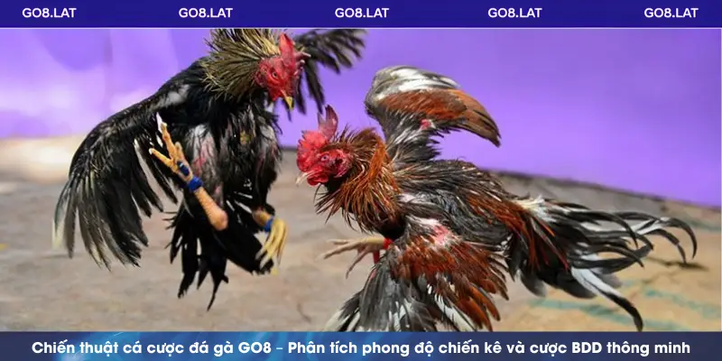 Chiến thuật cá cược đá gà GO8 – Phân tích phong độ chiến kê và cược BDD thông minh
