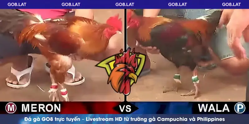 Đá gà GO8 trực tuyến – Livestream HD từ trường gà Campuchia và Philippines