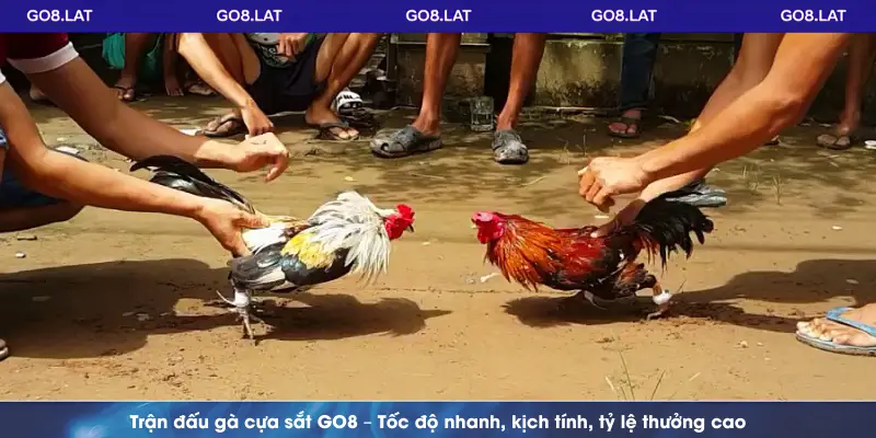 Trận đấu gà cựa sắt GO8 – Tốc độ nhanh, kịch tính, tỷ lệ thưởng cao